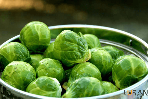 How to supply vitamin C needed by the body_Brussels sprouts ; lusante