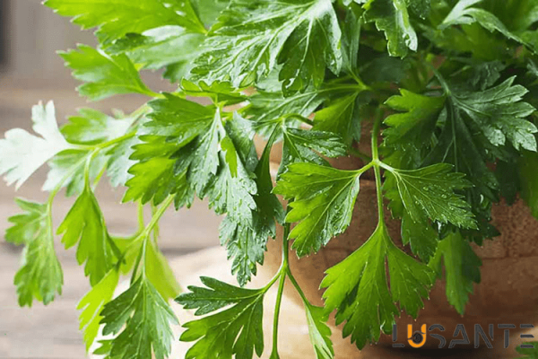 How to supply vitamin C needed by the body_Fresh parsley;Lusante