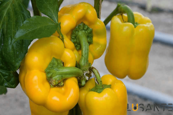 How to supply vitamin C needed by the body_Yellow bell pepper;Lusante