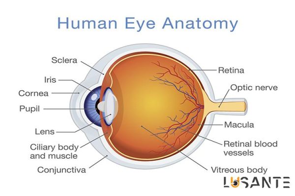 Diabetes And Vision loss; The Eye Function; lusante.com